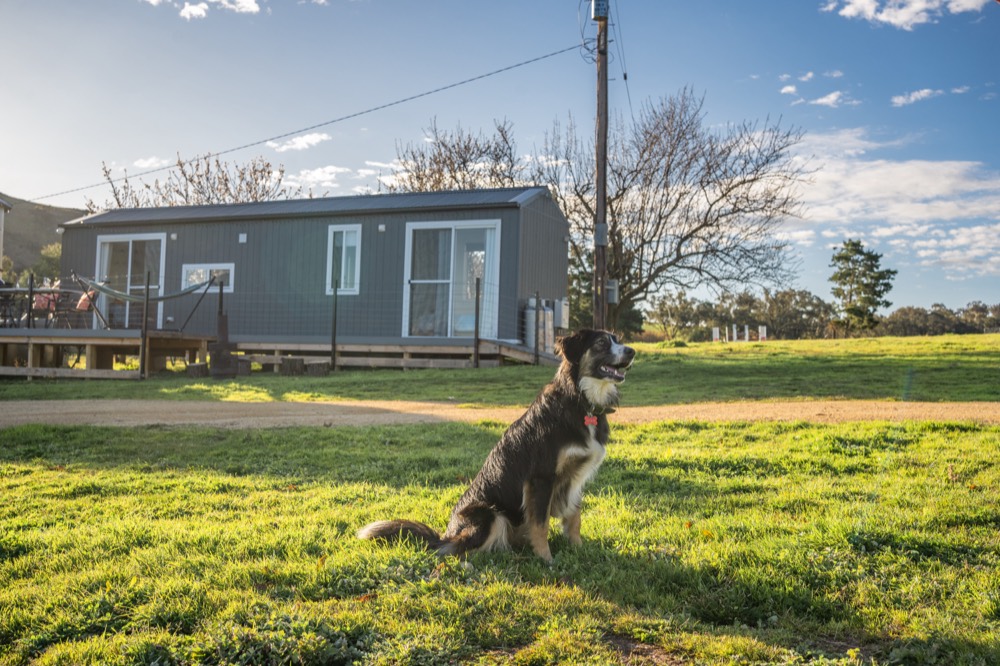 The Tiny Kurrajong tiny house at La Paloma Farm with a dog on the grass and open paddocks behind, Darbys Falls NSW