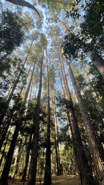 Pine forest at Unwind Escapes with the Watagan Mountains beyond the Dooralong Valley