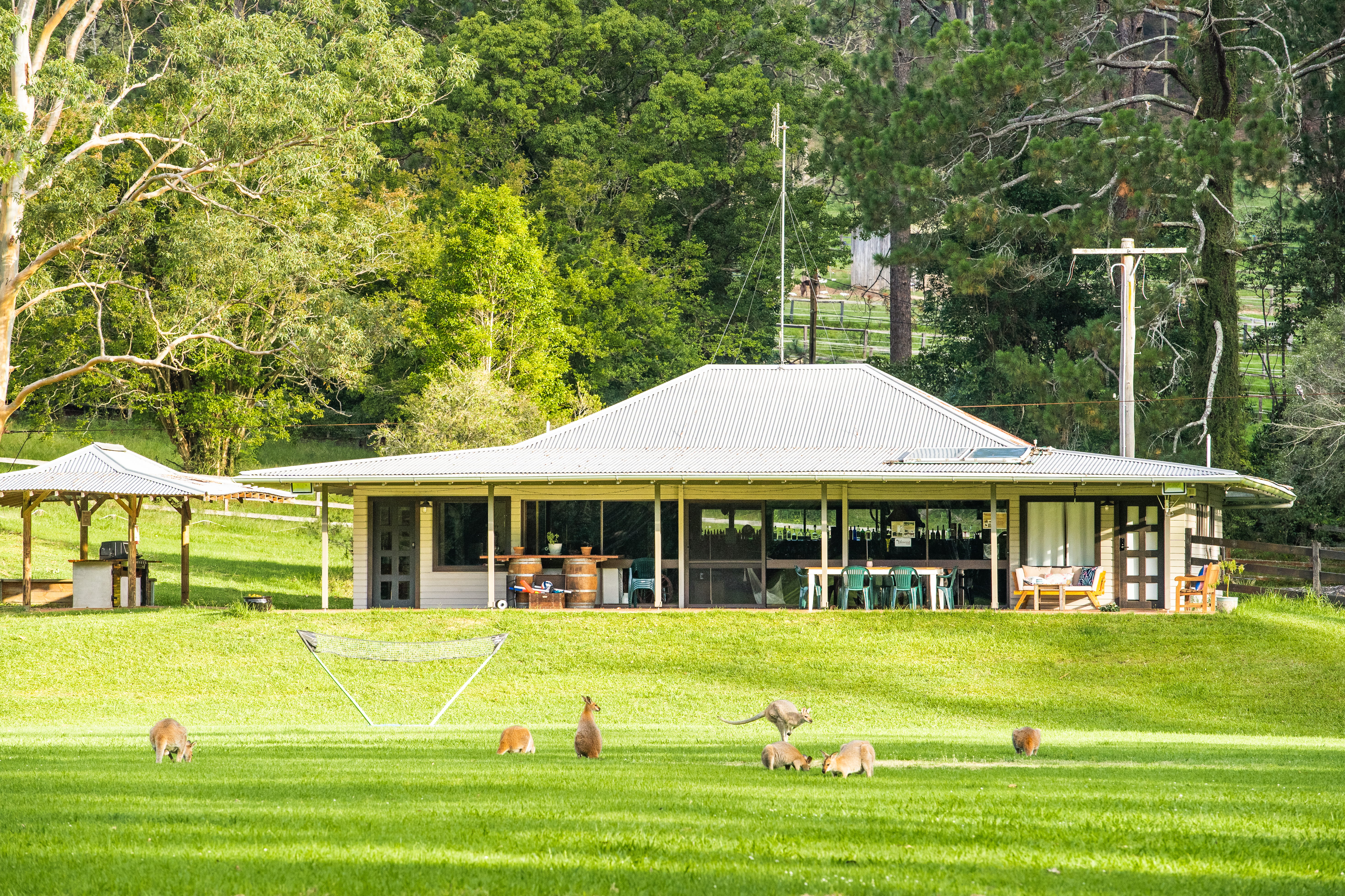 Kangaroos grazing on the property at dusk