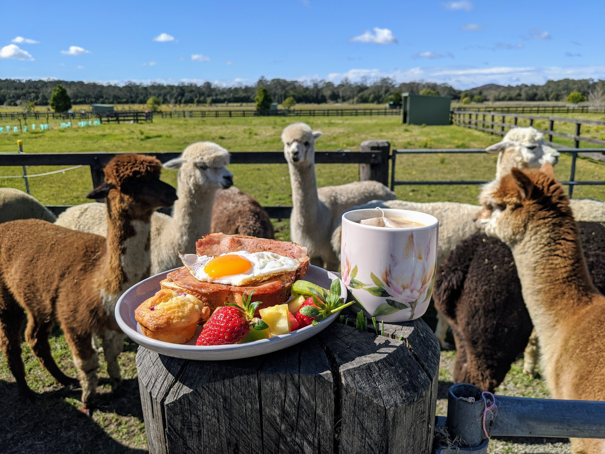 Brunch with alpacas at Iris Lodge