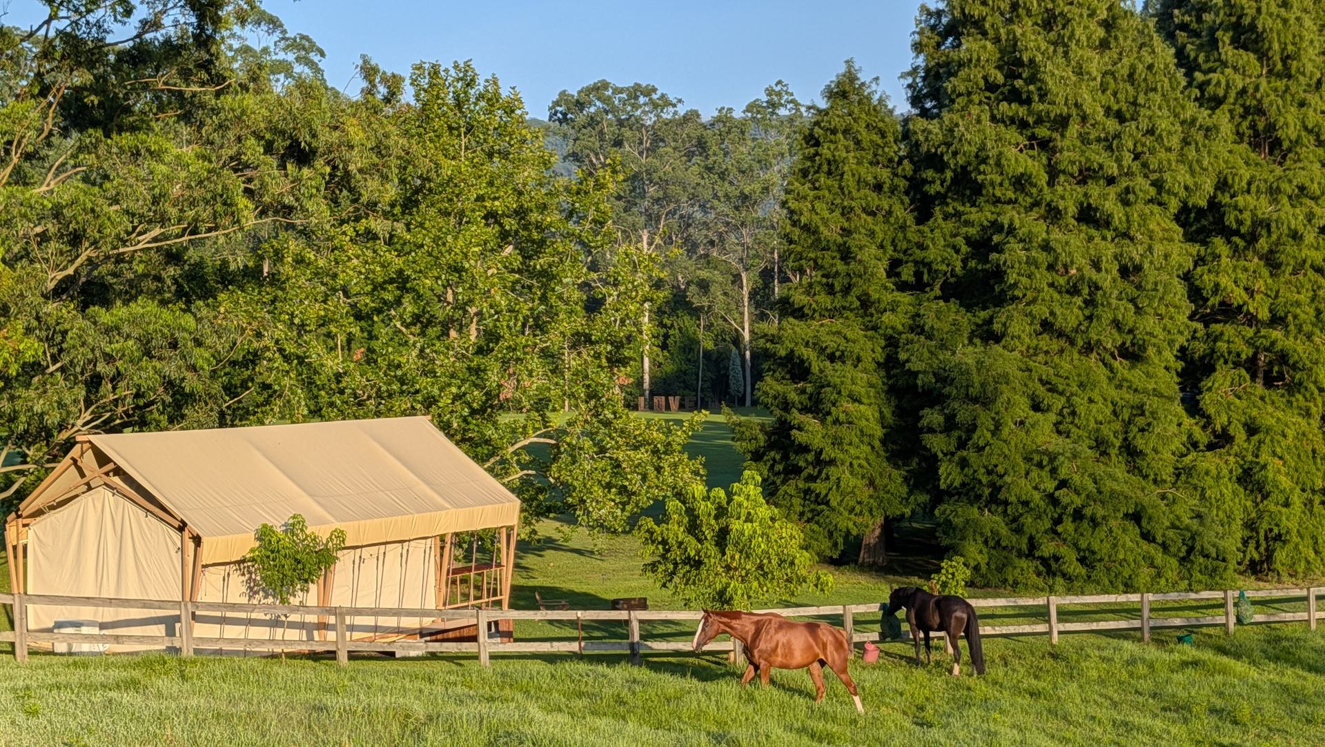 Redwood Safari Tent exterior surrounded by nature