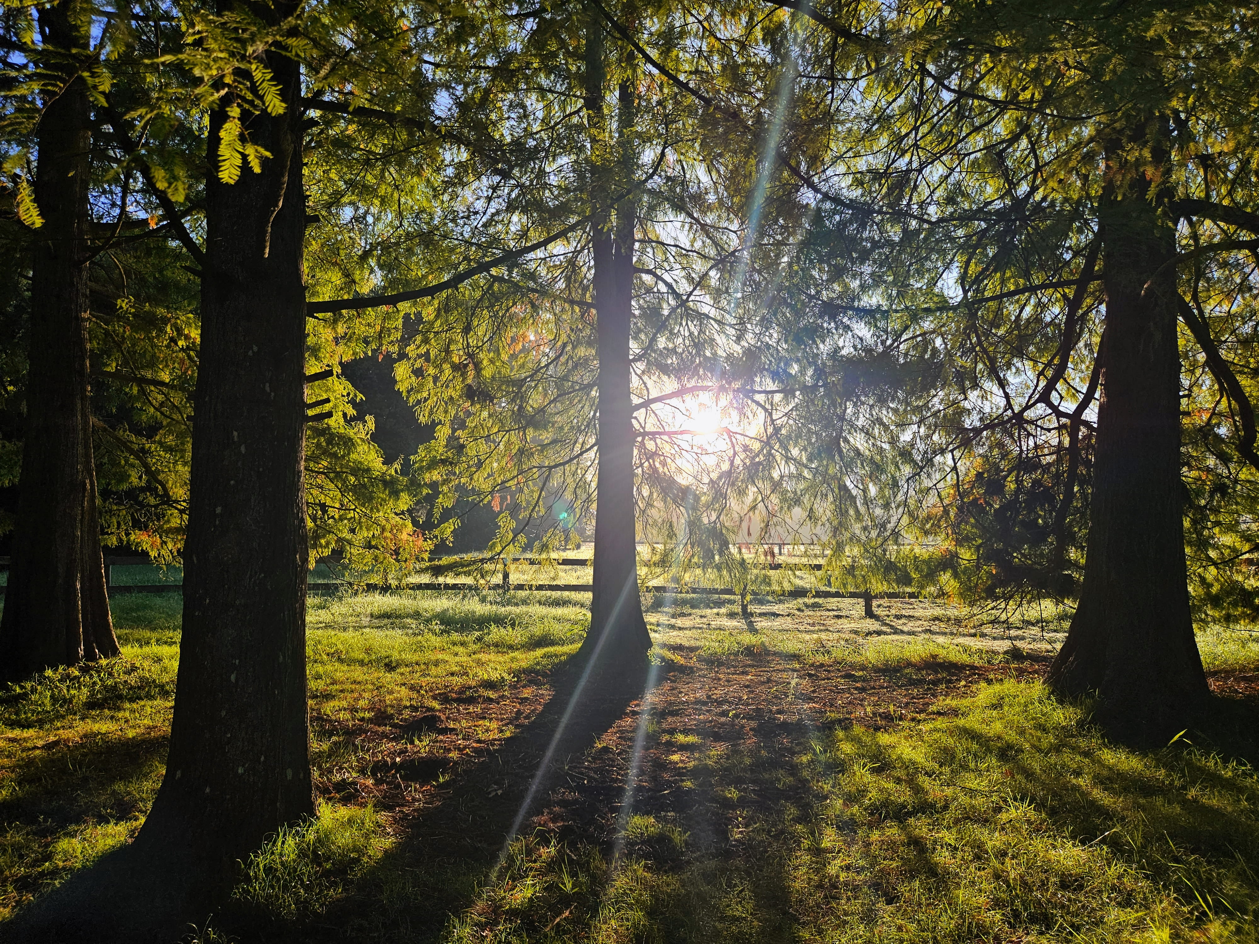 Dawn redwood grove — a short walk from your stay