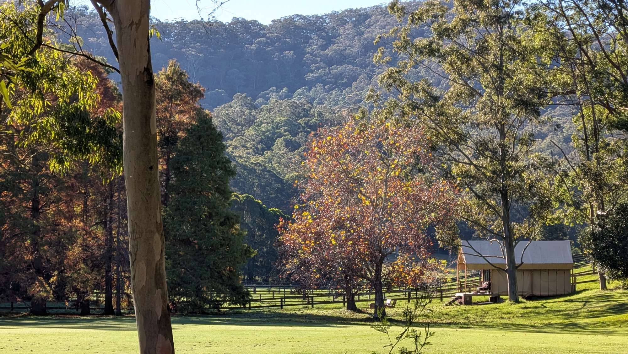 The Redwood Safari Tent framed by golden autumn foliage with valley ridgeline beyond